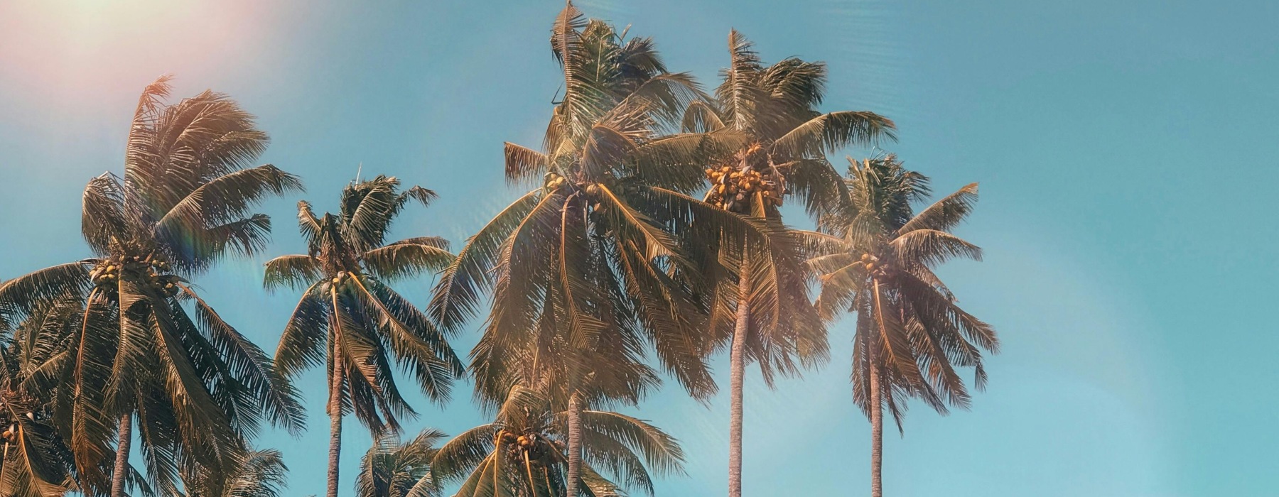 Image of Palm Trees